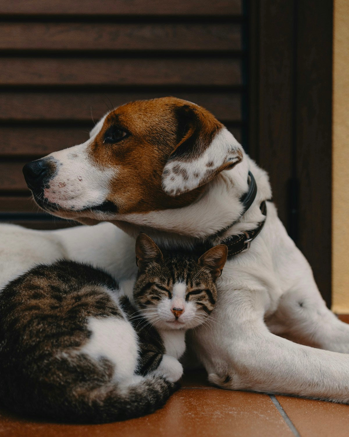 Dog with a small kitten snuggled beside it