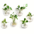 Wall Hanging Glass Terrarium - Self-Watering Hydroponic